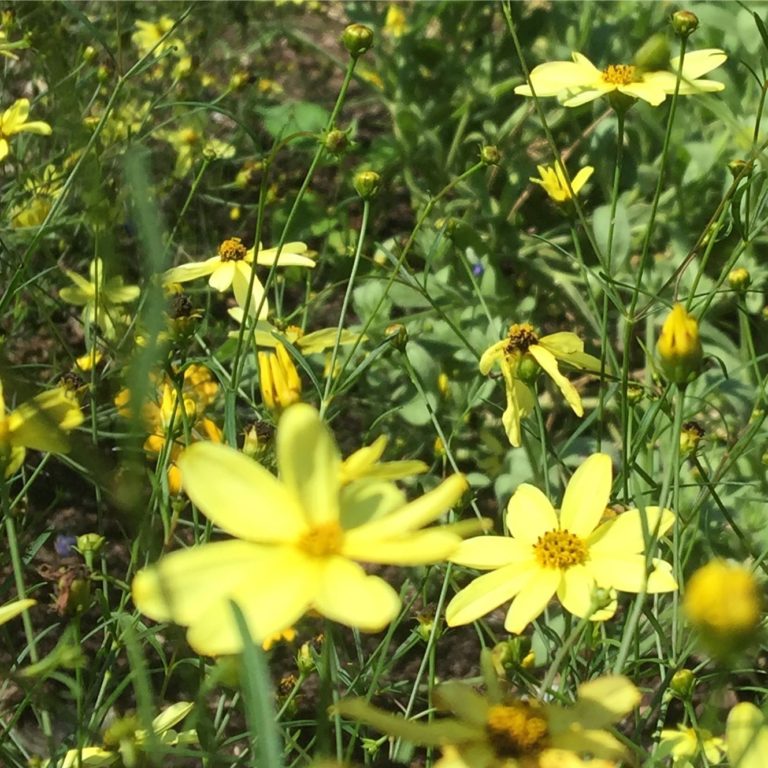 Threadleaf Tickseed Whorled Tickseed Vinland Valley Nursery