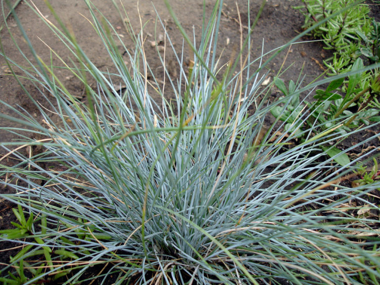 �Elijah Blue� fescue Vinland Valley Nursery