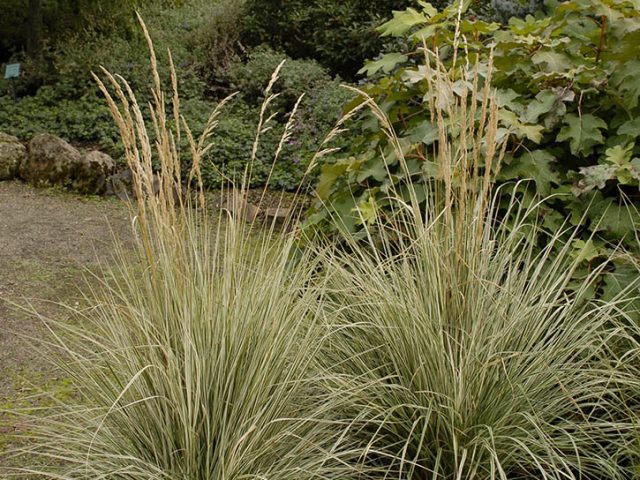 Lightning Strike Feather Reed Grass Vinland Valley Nursery