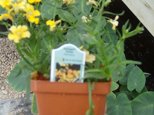 Nemesia Vinland Valley Nursery