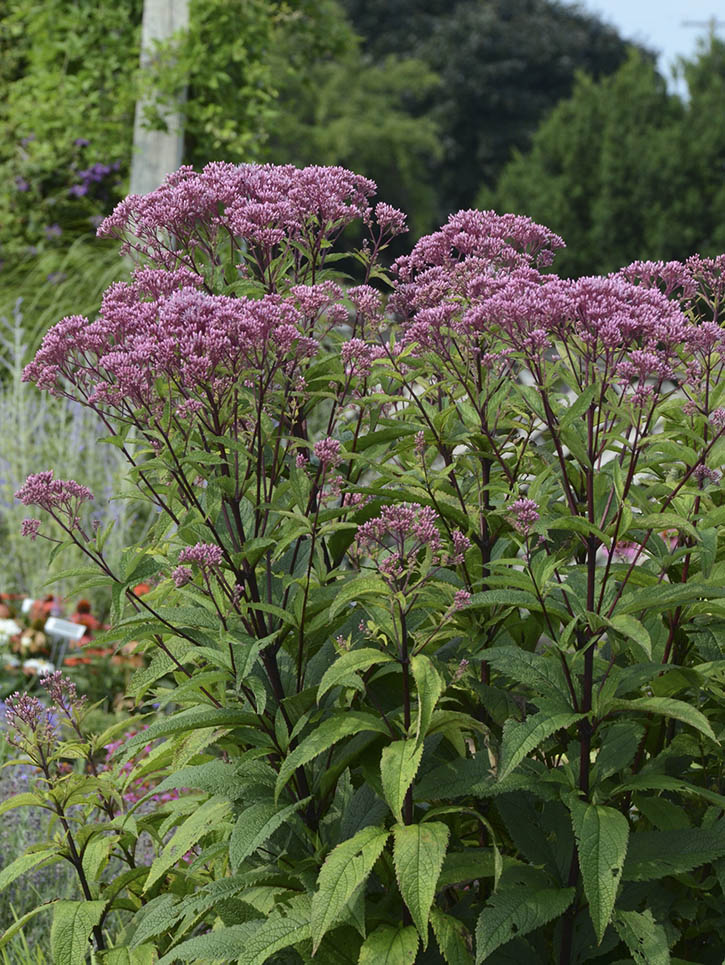 Sweet Joe Pye Weed Vinland Valley Nursery