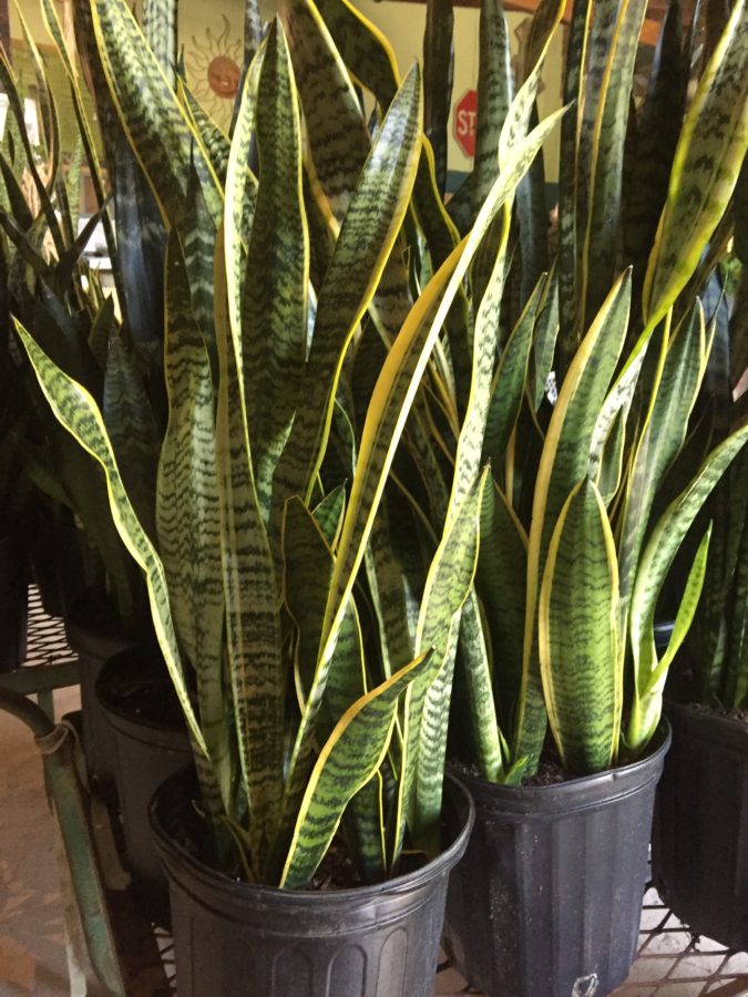 Mother In Law S Tongue Snake Plant Vinland Valley Nursery,Lunches For Kids