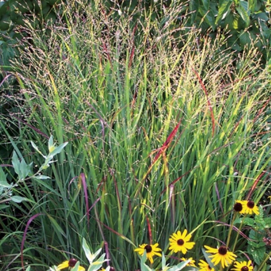 ‘shenandoah’ Red Switchgrass Vinland Valley Nursery