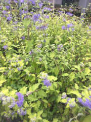 Blue Mist Spirea Bluebeard Vinland Valley Nursery