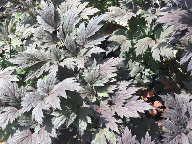 Black Snakeroot Bugbane Vinland Valley Nursery