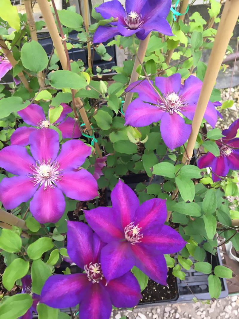 Clematis Mrs N Thompson Vinland Valley Nursery