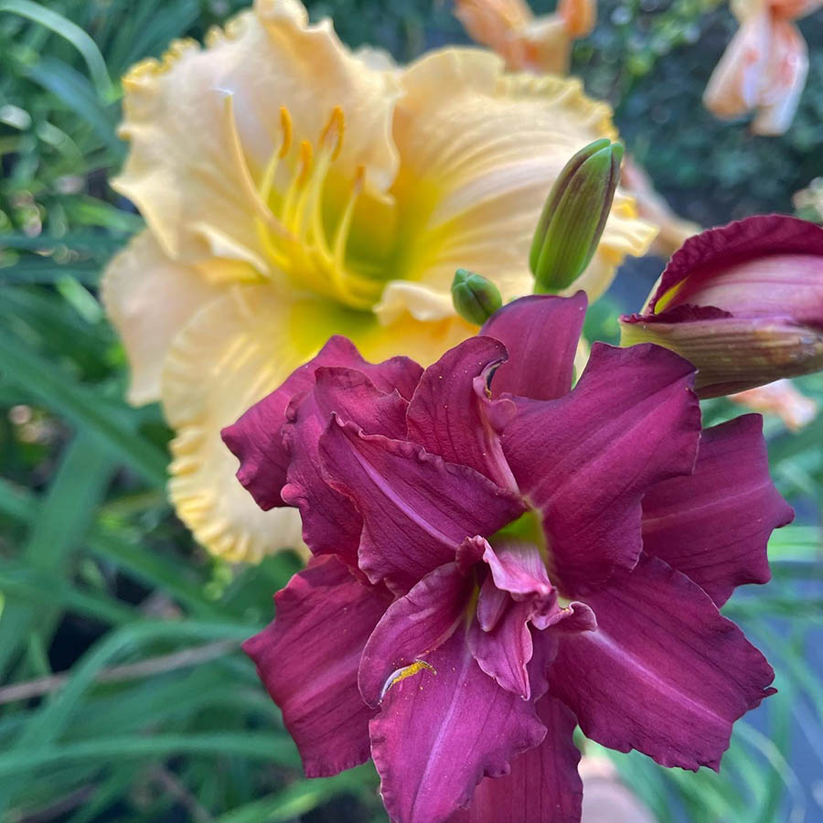 Double Pardon Me Daylily Vinland Valley Nursery