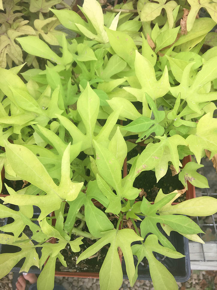 Marguerite Sweet Potato Vine Vinland Valley Nursery