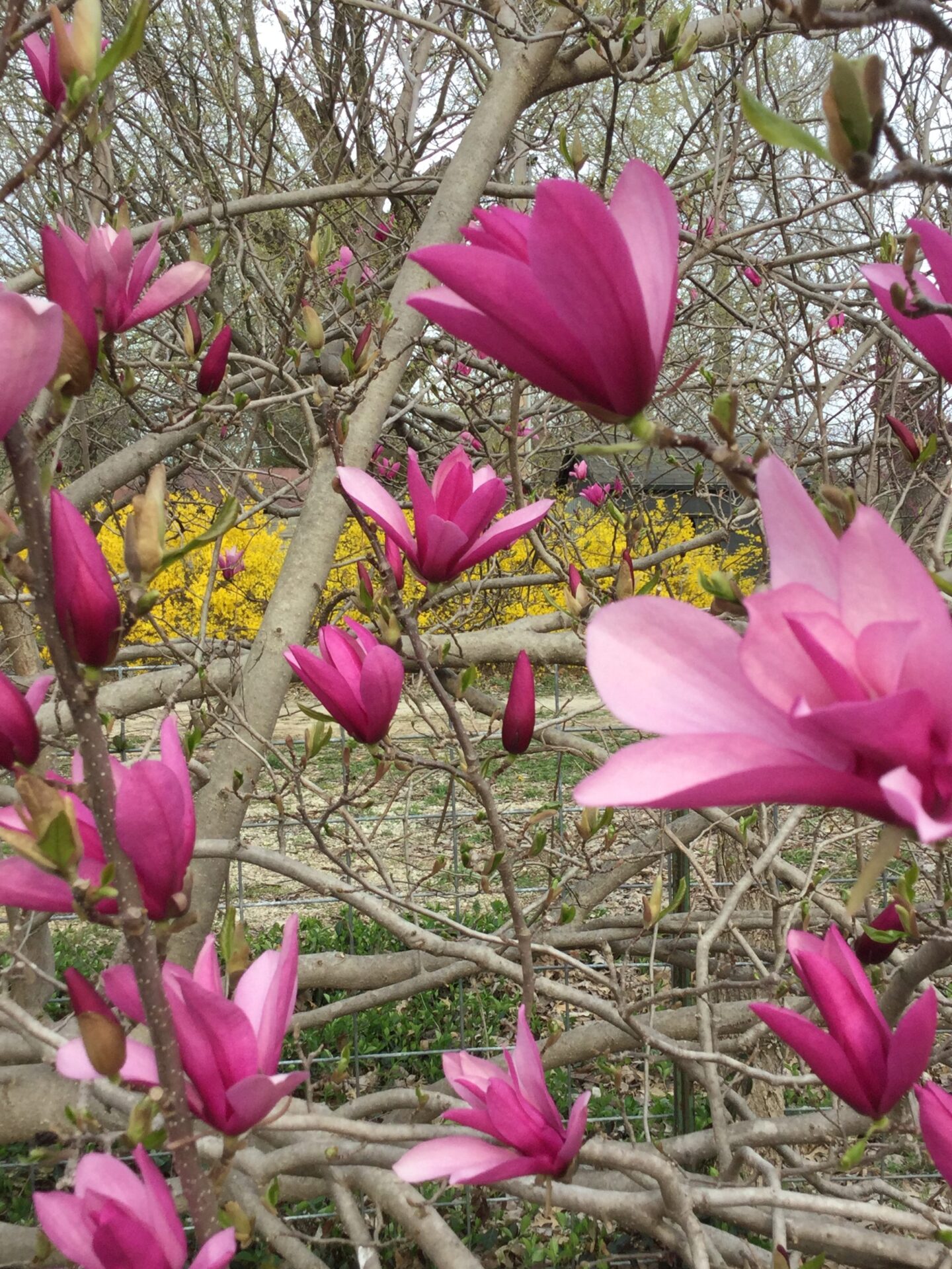 Ann Jane Magnolia Vinland Valley Nursery