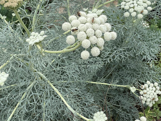 Moon Carrot Vinland Valley Nursery