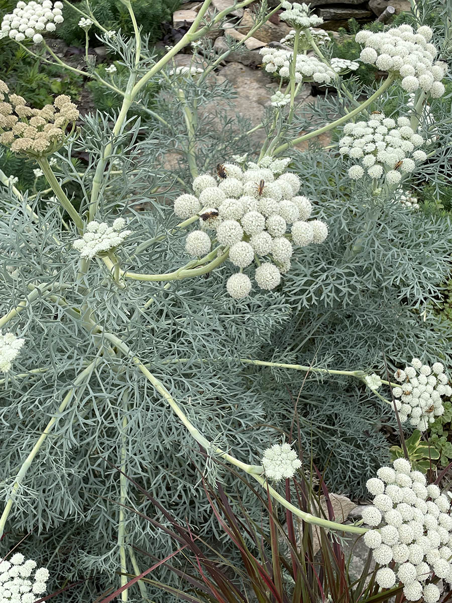 Moon Carrot Vinland Valley Nursery