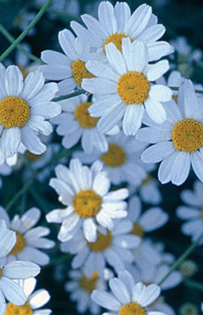 snowy tansy, white bouquet - Vinland Valley Nursery