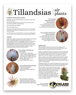 PDF on Growing Tillandsias 
