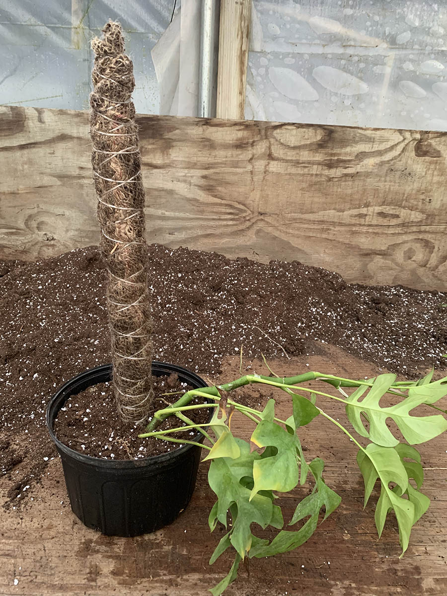 Sphagnum Moss Pole Wraps – PlantyTown