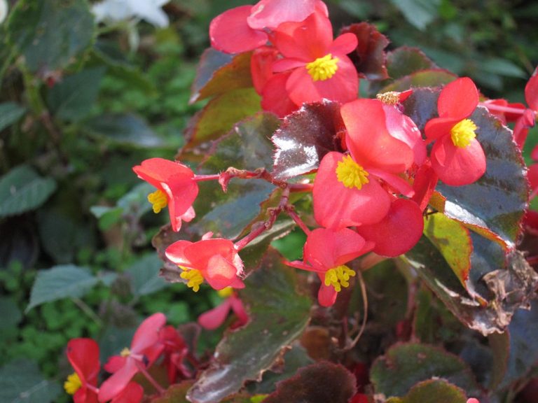 Gryphon begonia - Vinland Valley Nursery