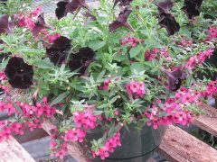 angelonia trailing Carita Raspberry Vinland Valley Nursery