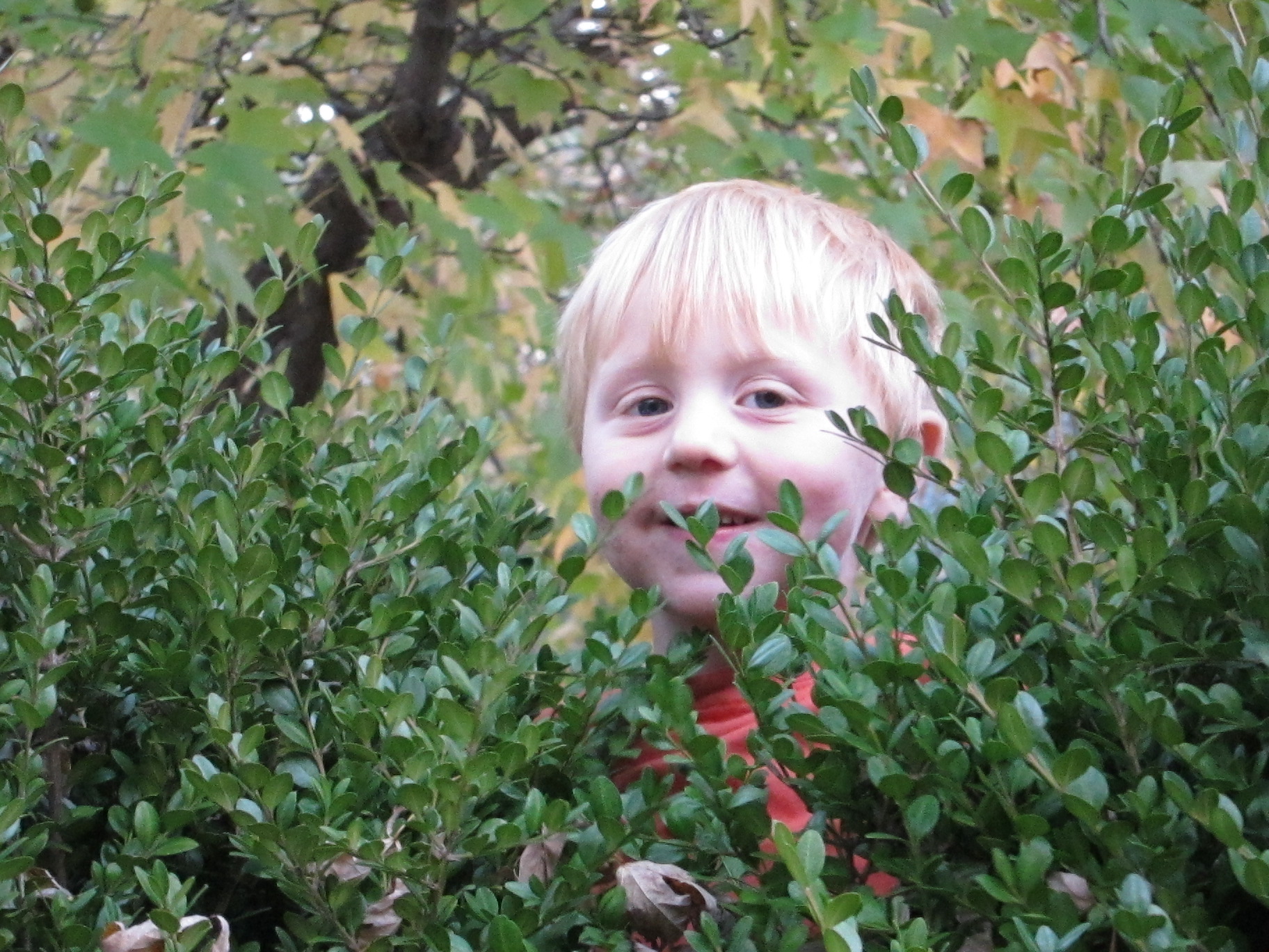  Wintergreen Boxwood Vinland Valley Nursery