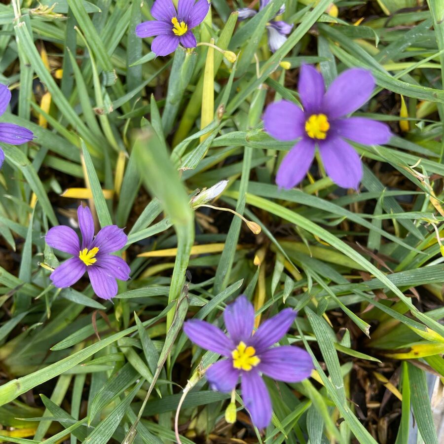 ‘lucerne Blue Eyed Grass Vinland Valley Nursery
