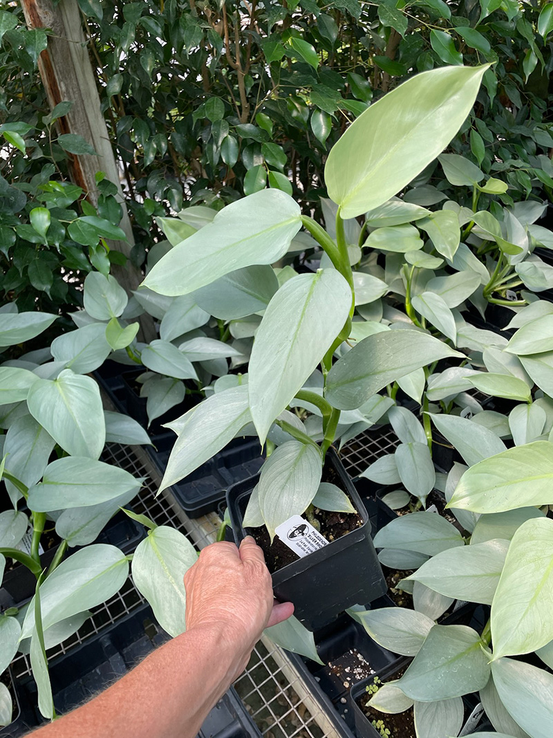 Philodendron Silver Sword Vinland Valley Nursery