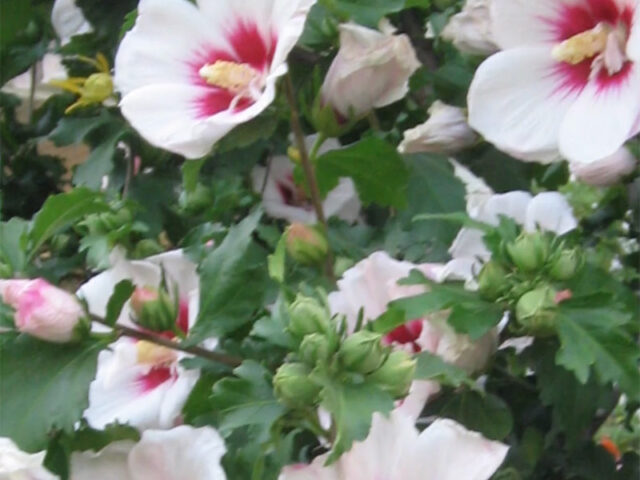 Rose Of Sharon, Althea - Vinland Valley Nursery