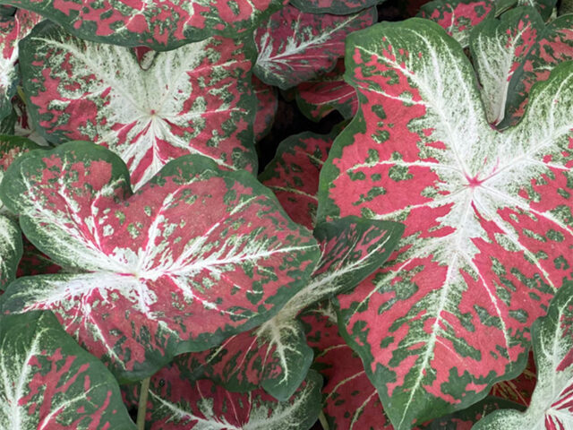 Caladium - Vinland Valley Nursery