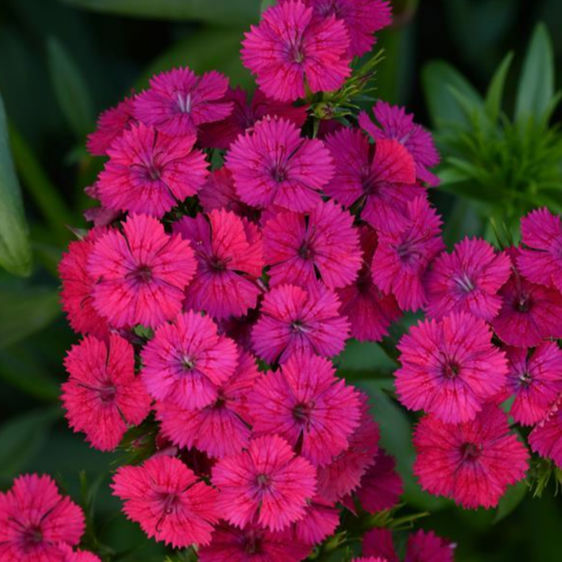 Jolt™ Cherry dianthus - Vinland Valley Nursery