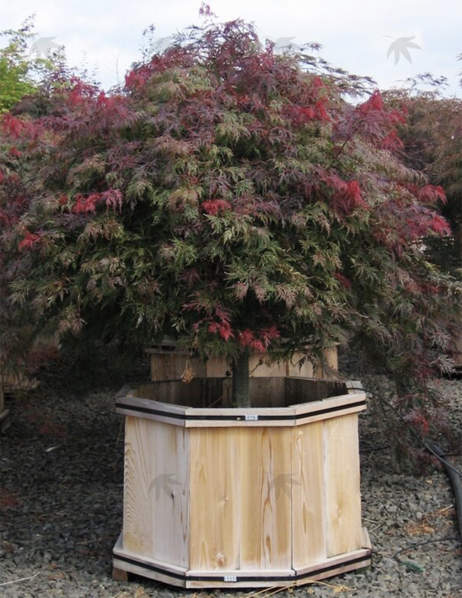 Orangeola Japanese Maple Vinland Valley Nursery   Acer Palmatum Orangeola 