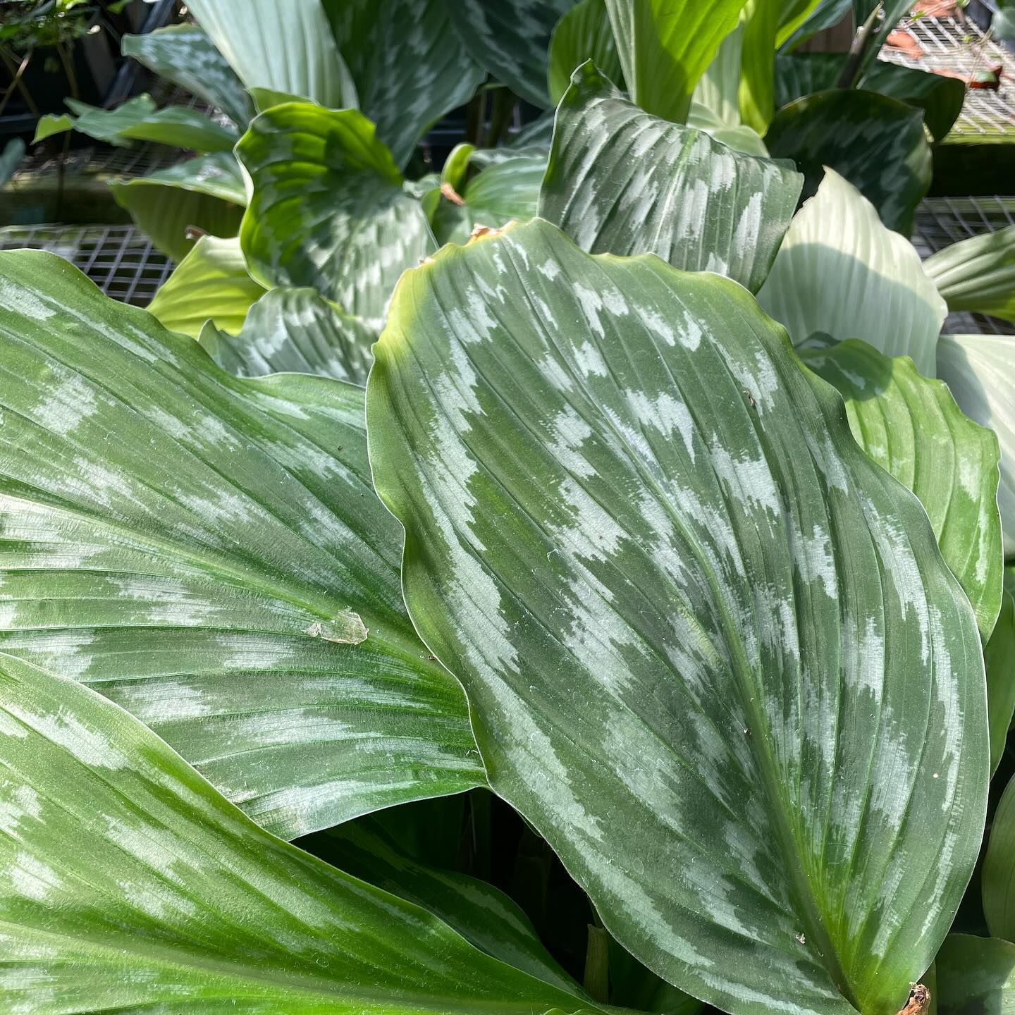 Fanciful Peacock Shazam Vinland Valley Nursery