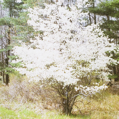 Shadblow Serviceberry - Vinland Valley Nursery