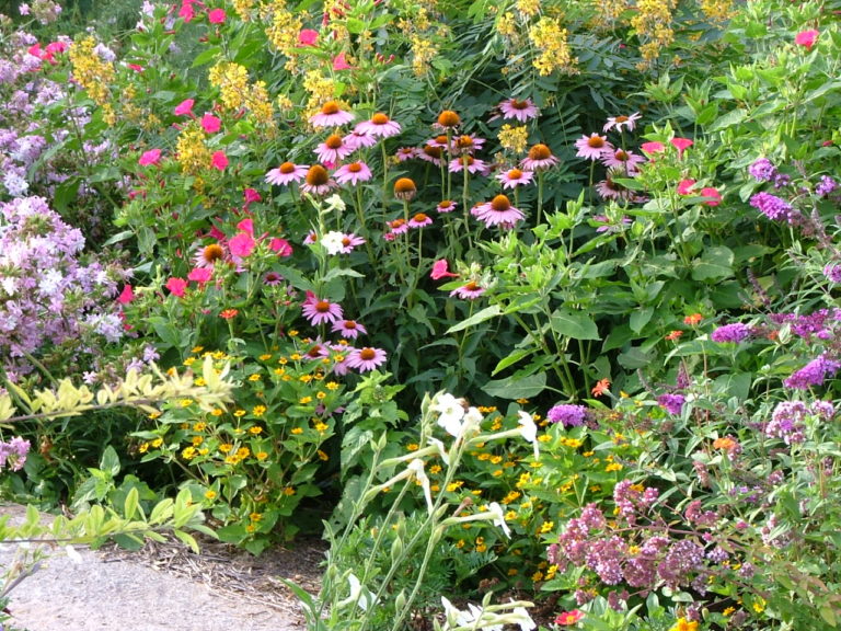 Maryland wild senna - Vinland Valley Nursery