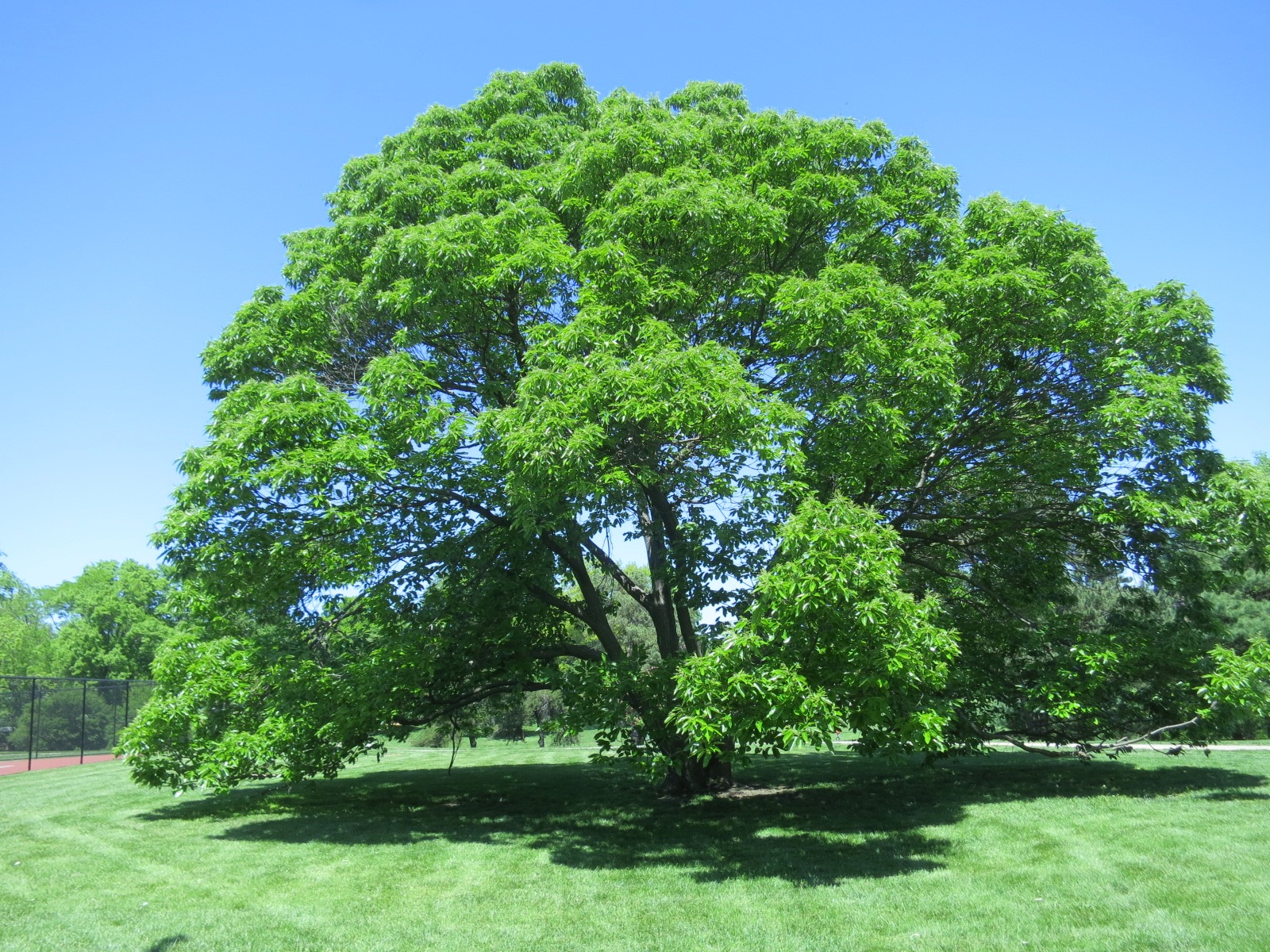 chestnut-vinland-valley-nursery