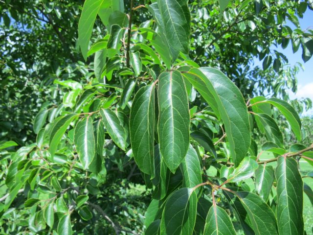 persimmon - Vinland Valley Nursery