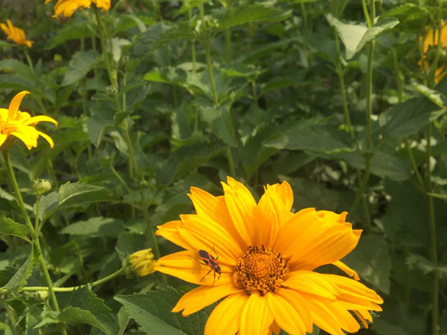 Summer Sun' 'Sunstruck' false sunflower Vinland Valley Nursery