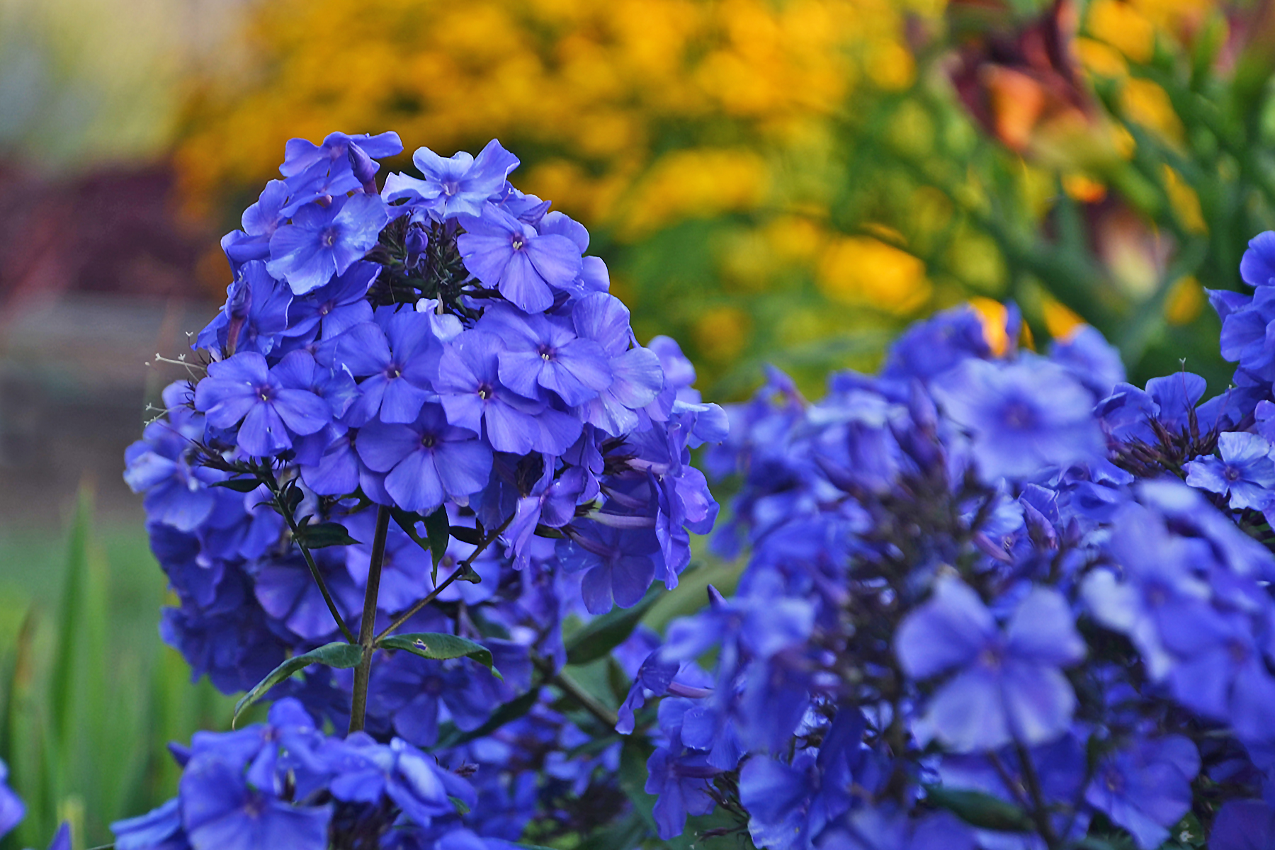 Image of Blue garden phlox with a single flower in bloom