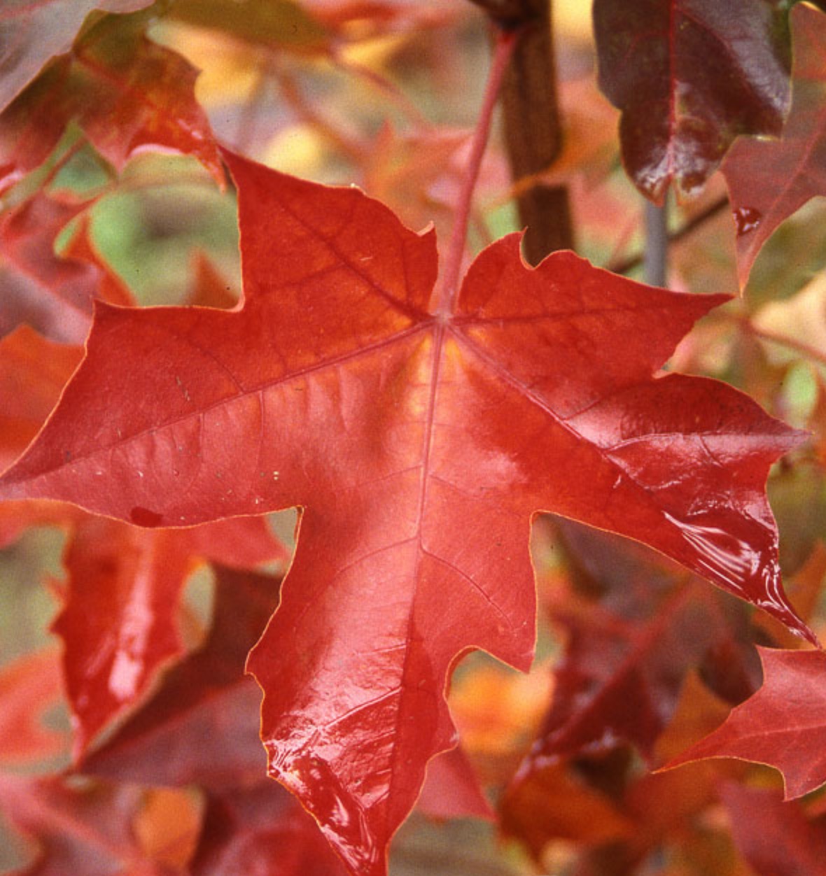 Pacific Sunset Maple Growth Rate