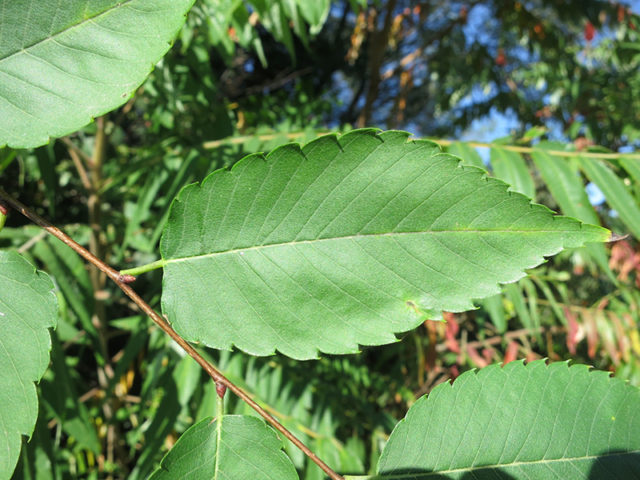 Japanese zelkova - Vinland Valley Nursery