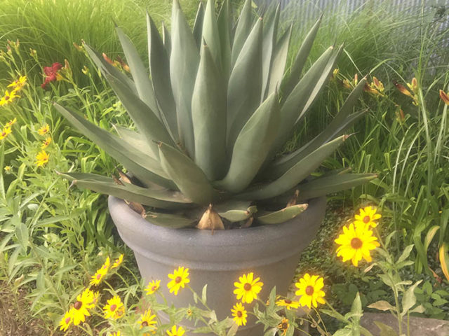 agave-sharkskin-640x480.jpg agave-sharkskin-640x480.jpg