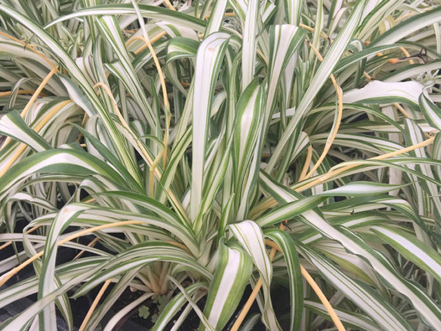 spider plant, airplane plant - Vinland Valley Nursery