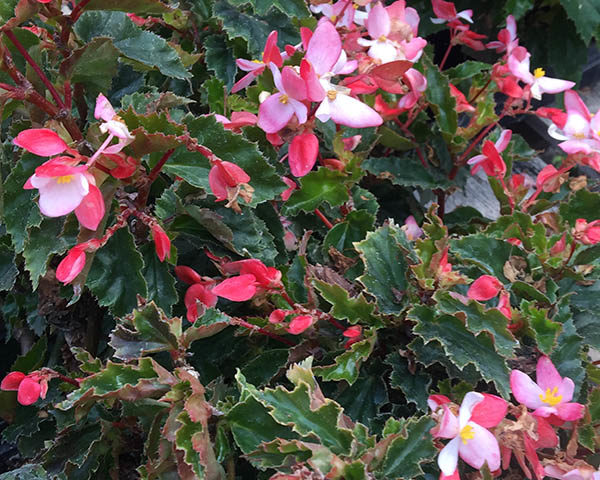 angel wing begonia - Vinland Valley Nursery