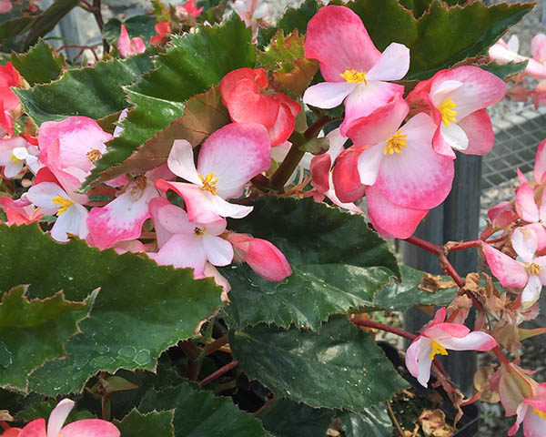 angel wing begonia - Vinland Valley Nursery