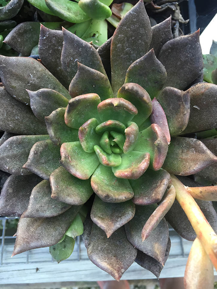 black prince echeveria - Vinland Valley Nursery