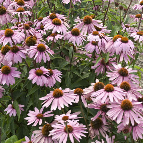 'Magnus' purple coneflower - Vinland Valley Nursery