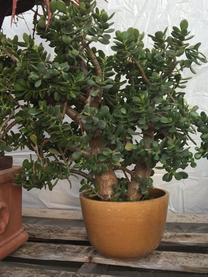 jade plant - Vinland Valley Nursery