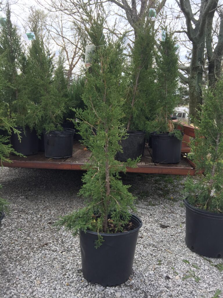 'Taylor' juniper - Vinland Valley Nursery