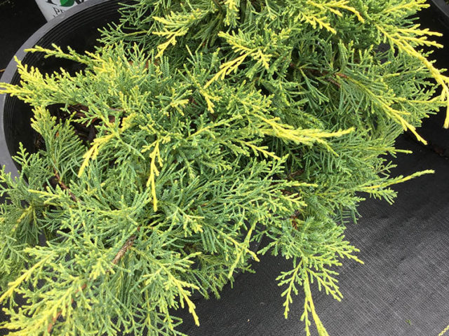 ‘Sea Green’ juniper - Vinland Valley Nursery