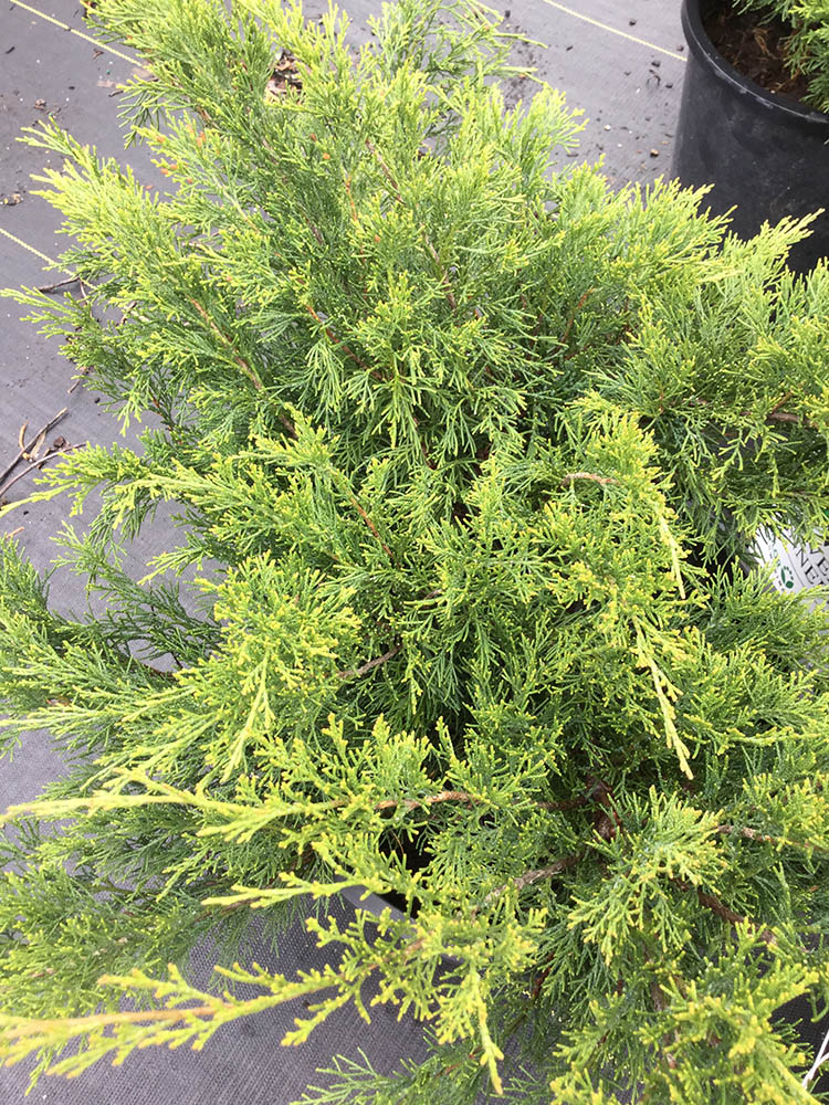 ‘Skandia’ juniper - Vinland Valley Nursery