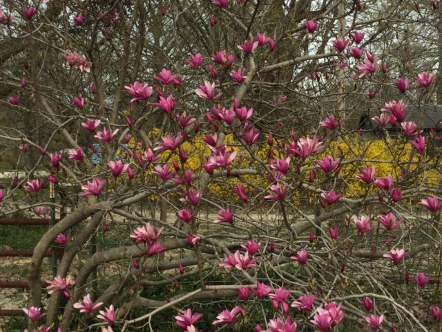 'Ann' & 'Jane' magnolia - Vinland Valley Nursery