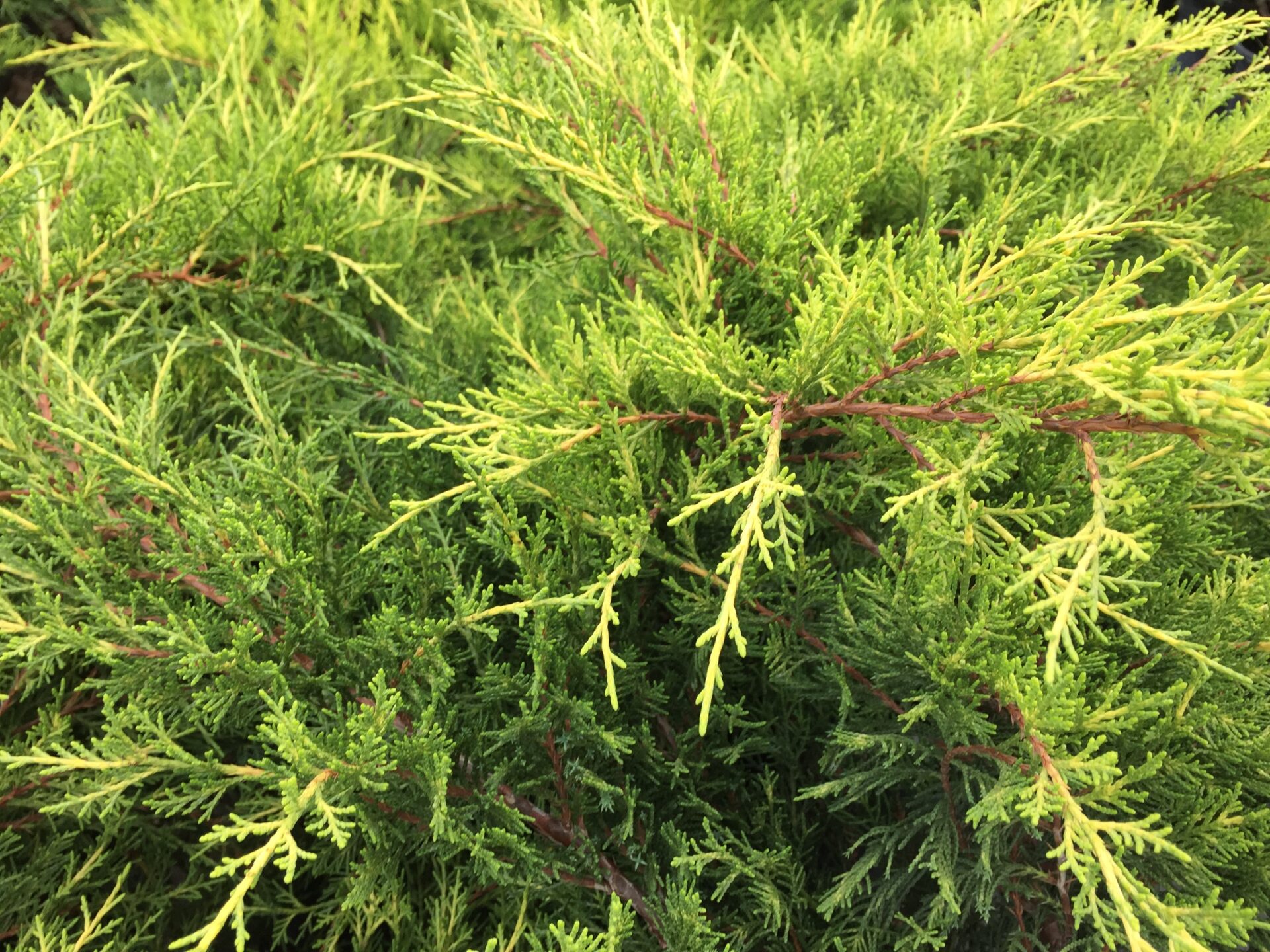 ‘Old Gold’ juniper - Vinland Valley Nursery