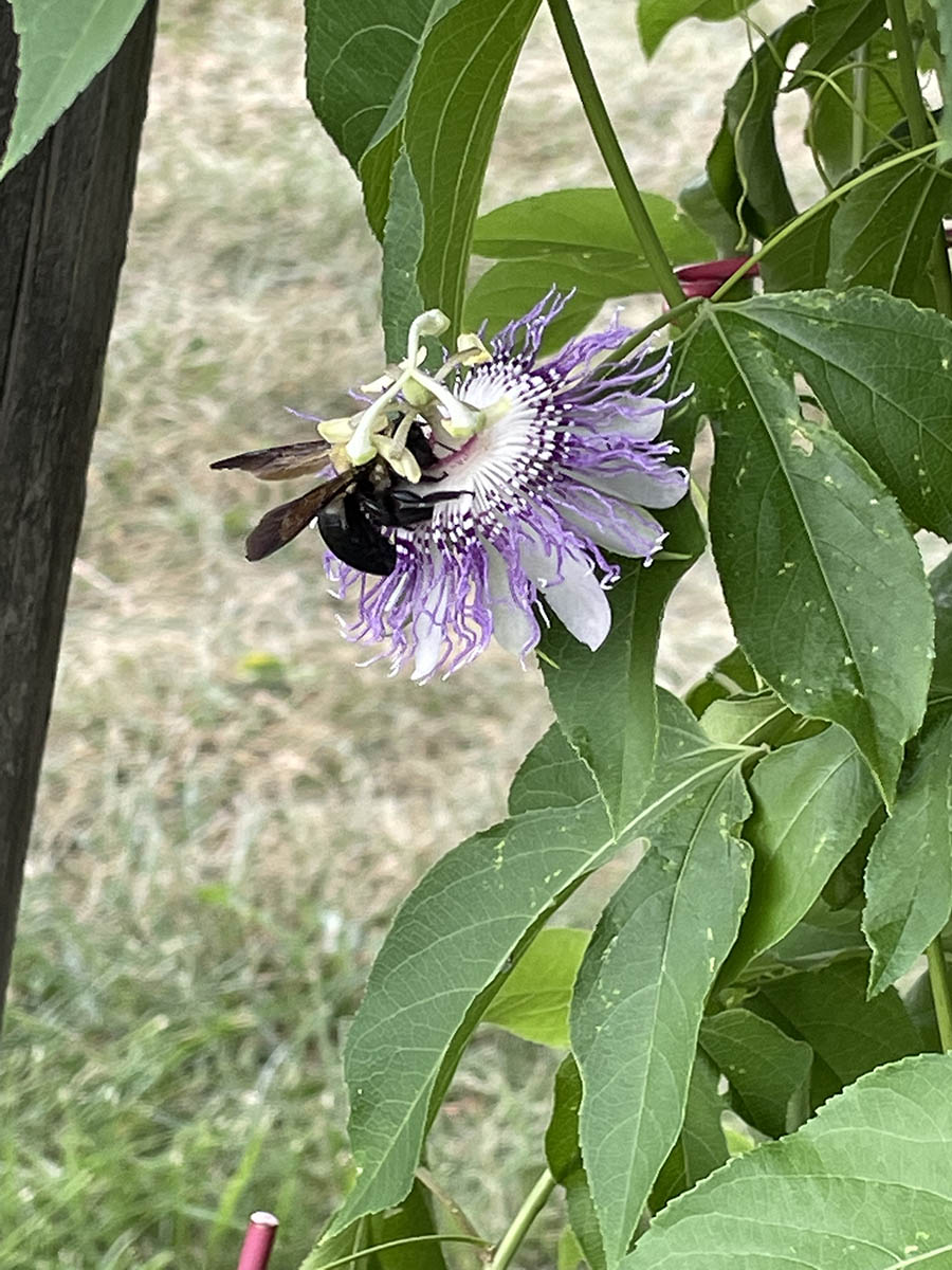 passion vine, maypop - Vinland Valley Nursery