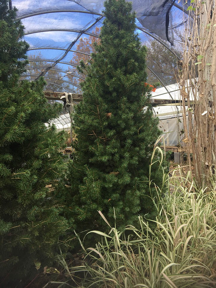 dwarf Alberta spruce - Vinland Valley Nursery